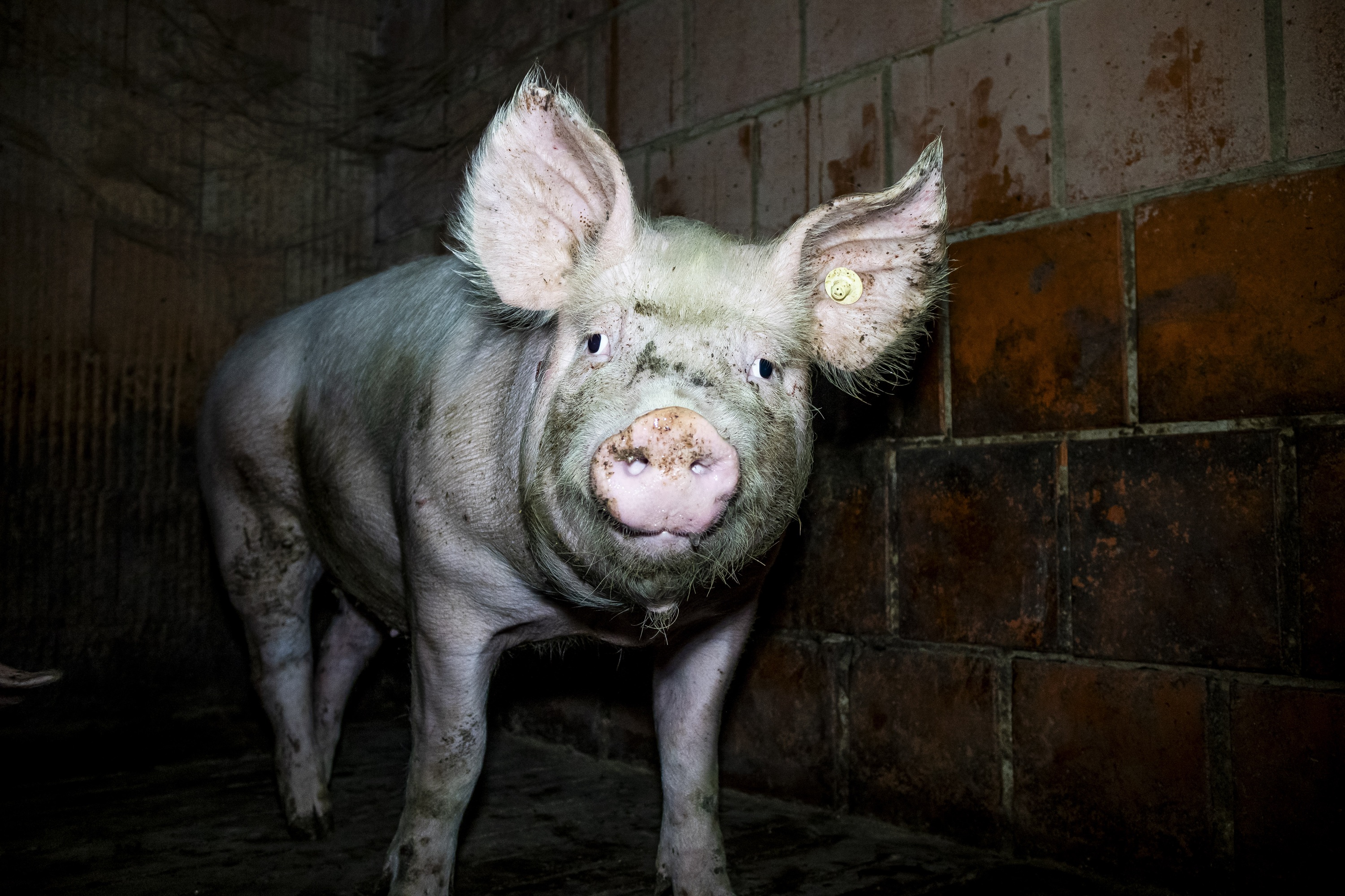 Massive Tierquälerei in zwei Westfleisch-Zulieferbetrieben im Kreis Steinfurt (NRW) - ANINOVA deckt Tierquälerei auf Massive Tierquälerei in zwei Westfleisch-Zulieferbetrieben im Kreis Steinfurt (NRW) - ANINOVA deckt Tierquälerei auf