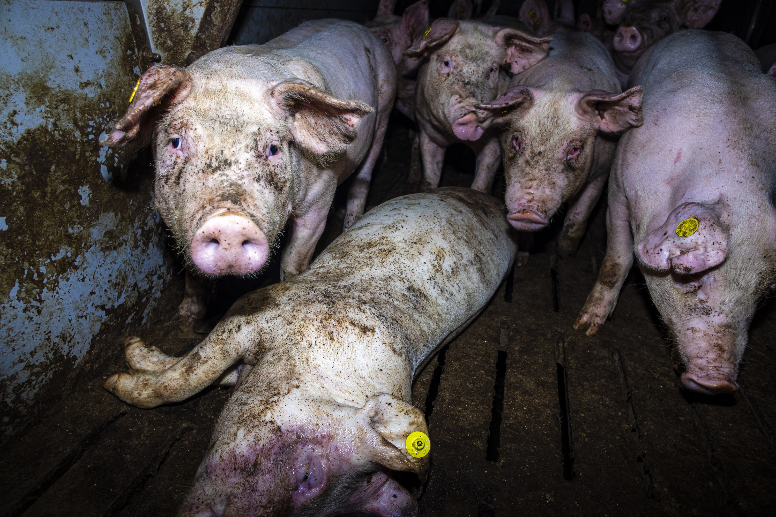 Massive Tierquälerei bei Westfleisch-Zulieferbetrieben aufgedeckt - Videos zeigen kranke, verletzte und tote Schweine