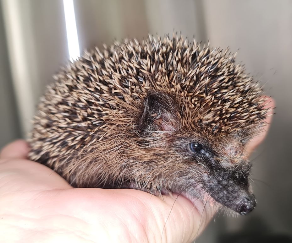 (Bildquelle: Gnadenhof& Wildtierrettung Notkleintiere e. V.) (Bildquelle: Gnadenhof& Wildtierrettung Notkleintiere e. V.)