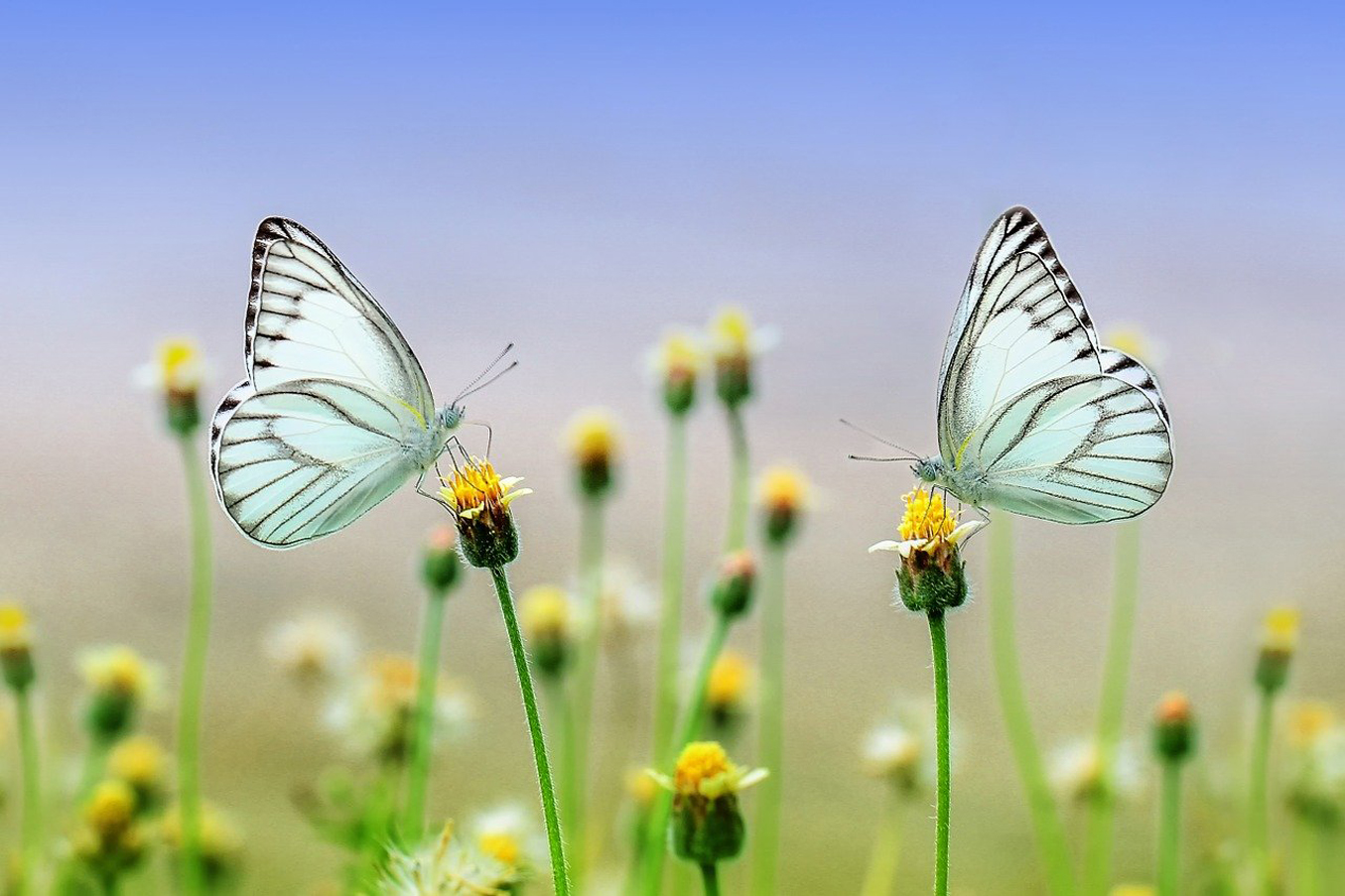 Frühling im Breisgau und Dreiländereck Frühling im Breisgau und Dreiländereck