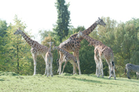 Schiries