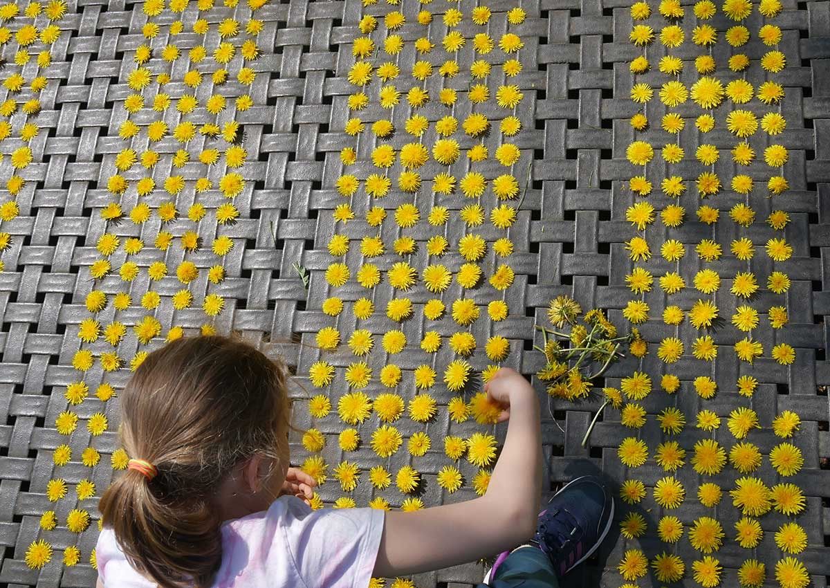 Eine Schülerin steckt mit Löwenzahnblüten Muster in ein Bodentrampolin (©Fred Roemer) Eine Schülerin steckt mit Löwenzahnblüten Muster in ein Bodentrampolin (©Fred Roemer)
