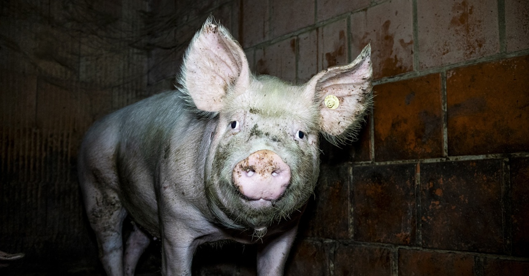 Nach Westfleisch-Skandal: Schlachtkonzern gerät unter Druck - Staatsanwaltschaft ermittelt gegen 3 Zulieferer