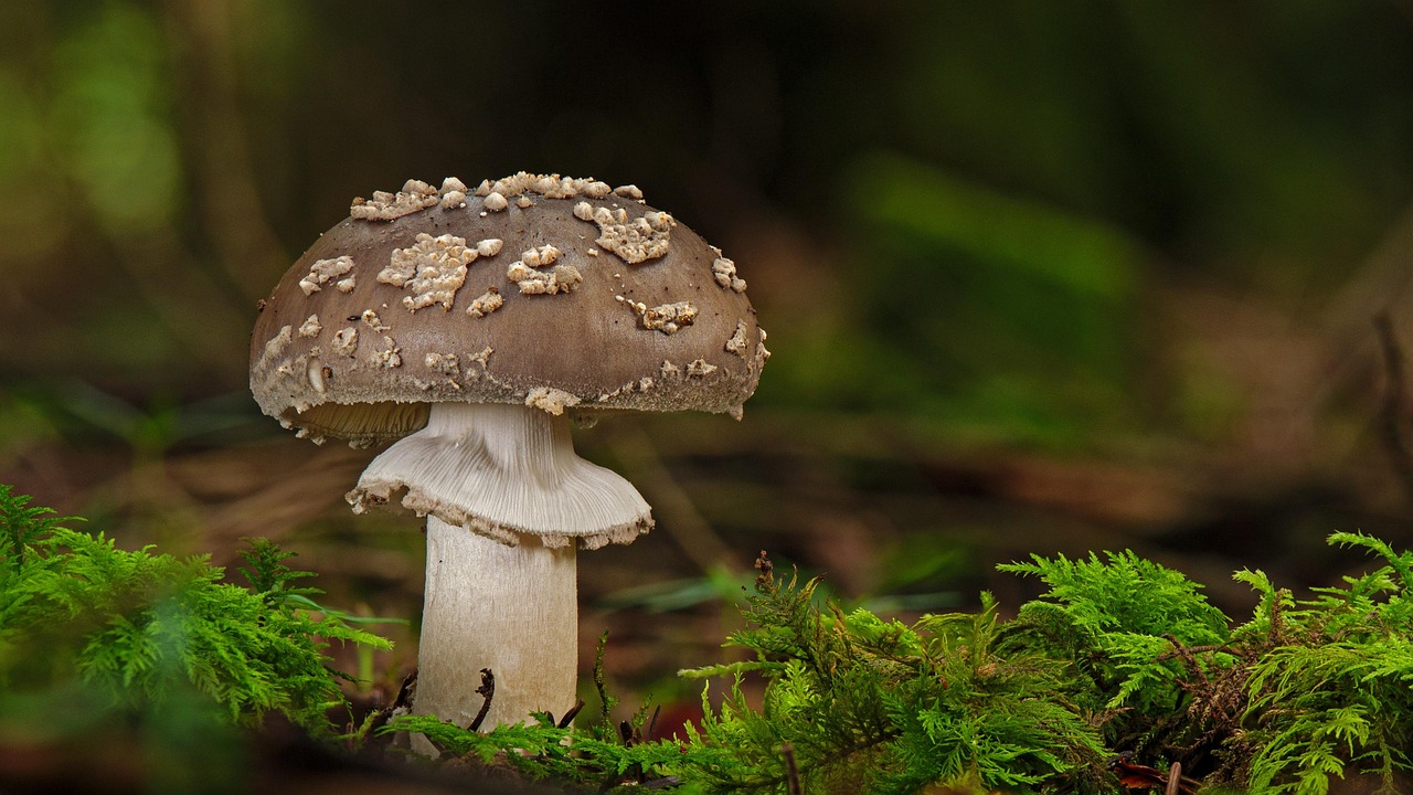 Der Pantherpilz (Amanita pantherina) ist ein faszinierender, aber hochgiftiger Vertreter der Pilzwelt. Der Pantherpilz (Amanita pantherina) ist ein faszinierender, aber hochgiftiger Vertreter der Pilzwelt.