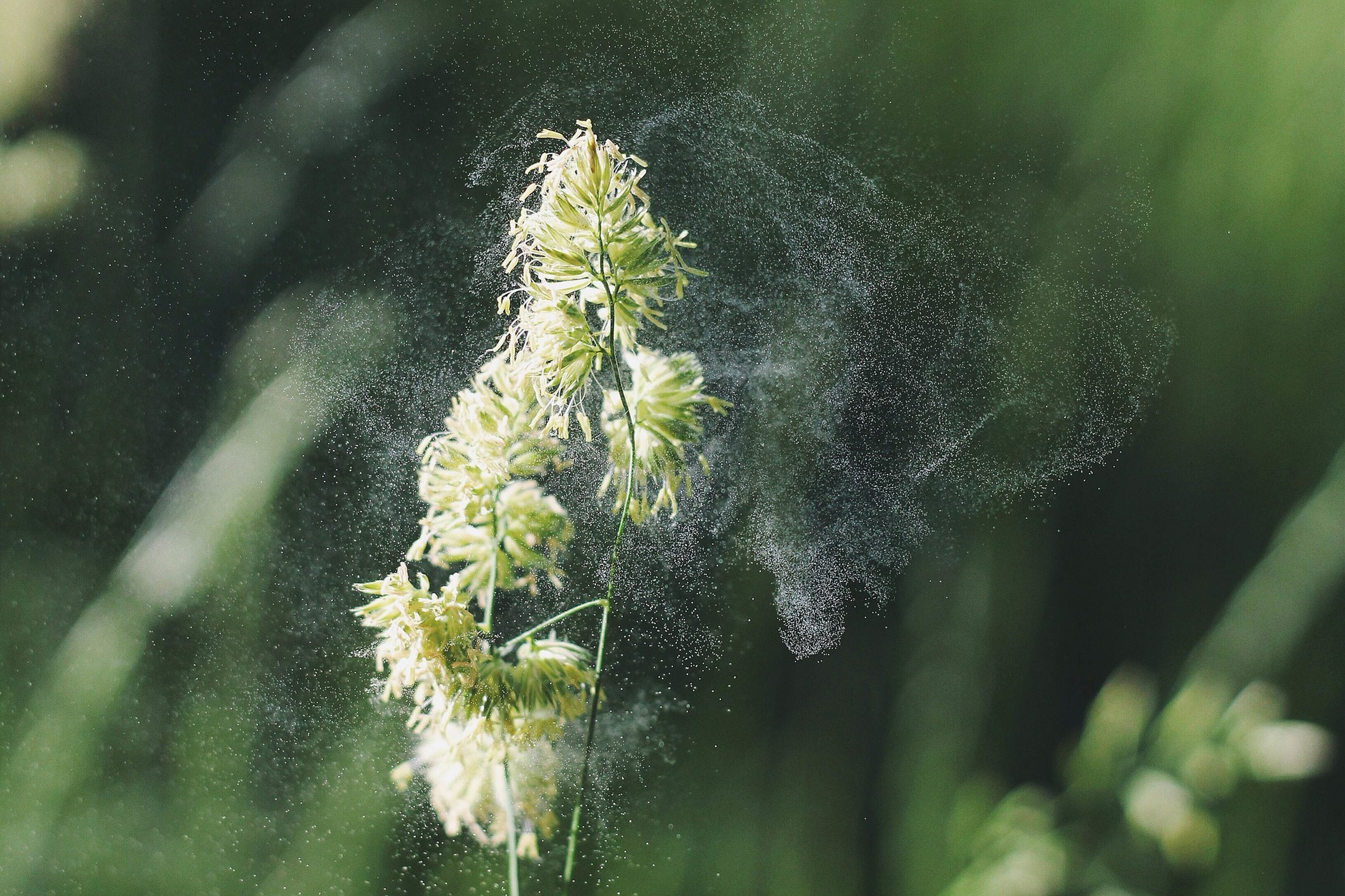 Keine gute Nachrichten für Allergiker: Blütezeit der ersten Herbstgräser ist in vollem Gange (Bildquelle: Free-Photos/ Pixabay/ Initiative„Gute Luft“)