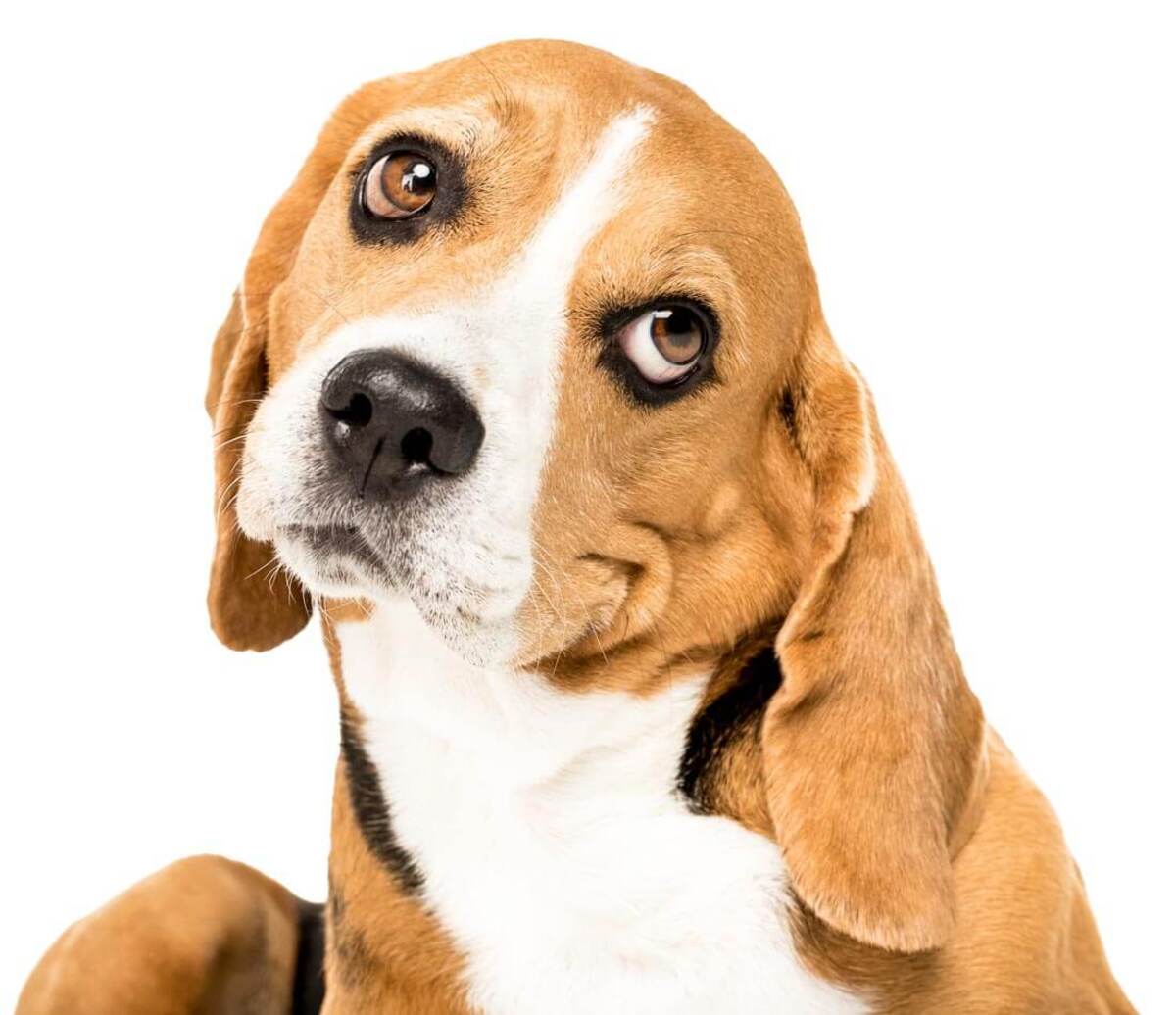 Versorgungspakete für ein besseres Tierheimleben Versorgungspakete für ein besseres Tierheimleben