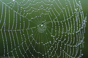 Künstliche Spinnenseide Künstliche Spinnenseide