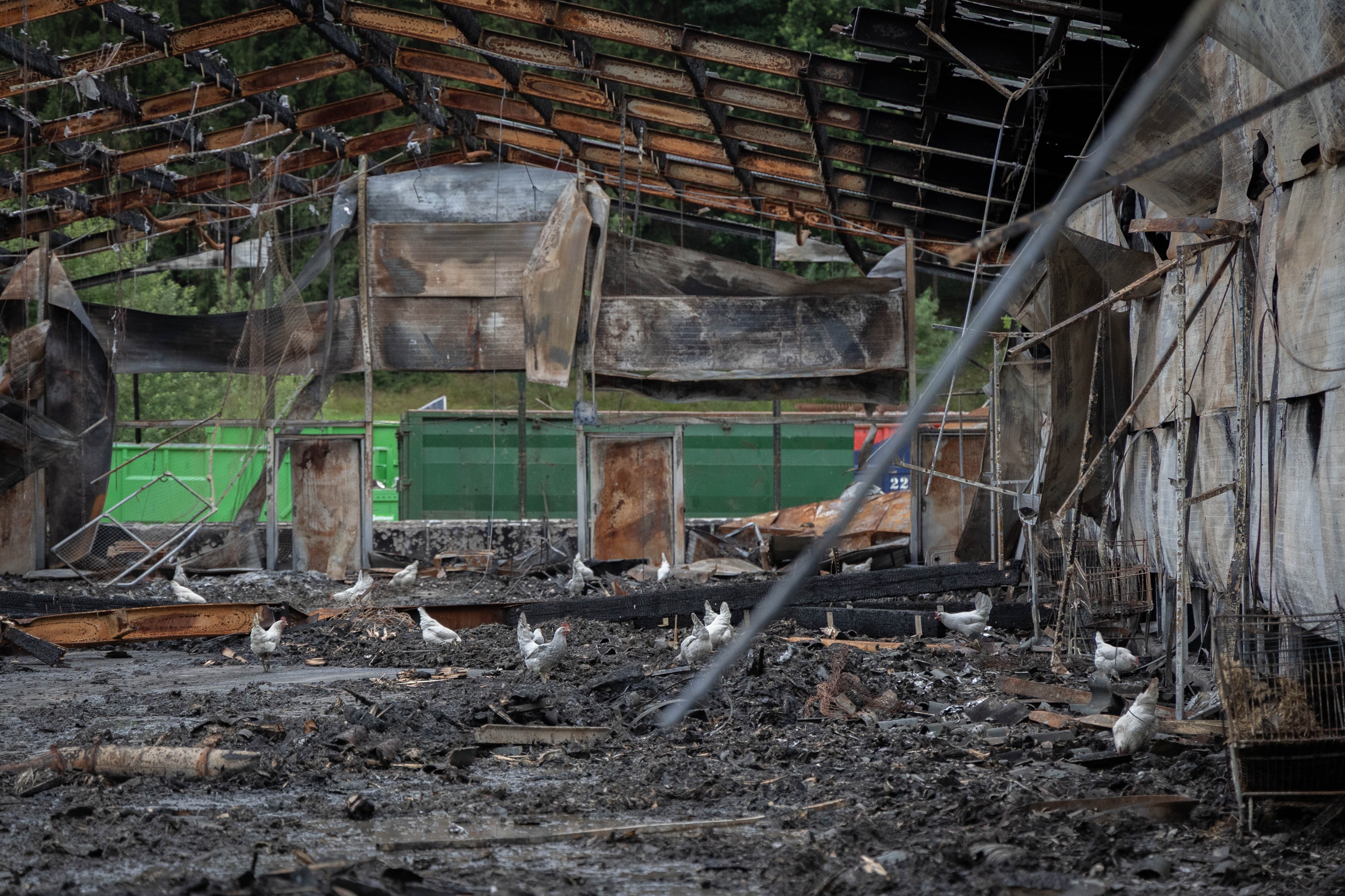 100 Hühner nach Stallbrand sich selbst überlassen - ANINOVA erhebt schwere Vorwürfe gegen Veterinäramt Heidekreis 100 Hühner nach Stallbrand sich selbst überlassen - ANINOVA erhebt schwere Vorwürfe gegen Veterinäramt Heidekreis
