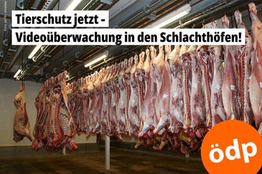 Videoüberwachung in Schlachthöfen; Bildquelle: ÖDP Videoüberwachung in Schlachthöfen; Bildquelle: ÖDP