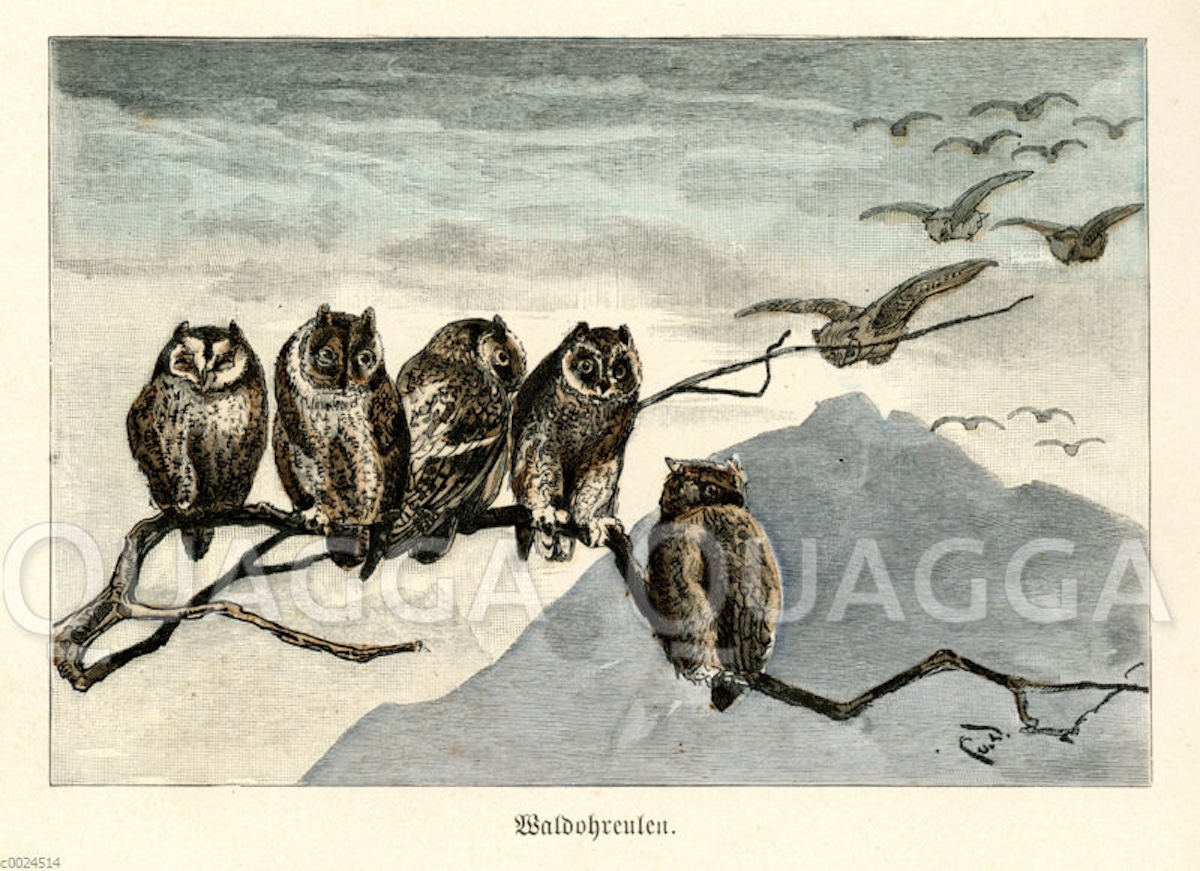 Historische Illustrationen: Waldohreulen (© Quagga Illustrations)
