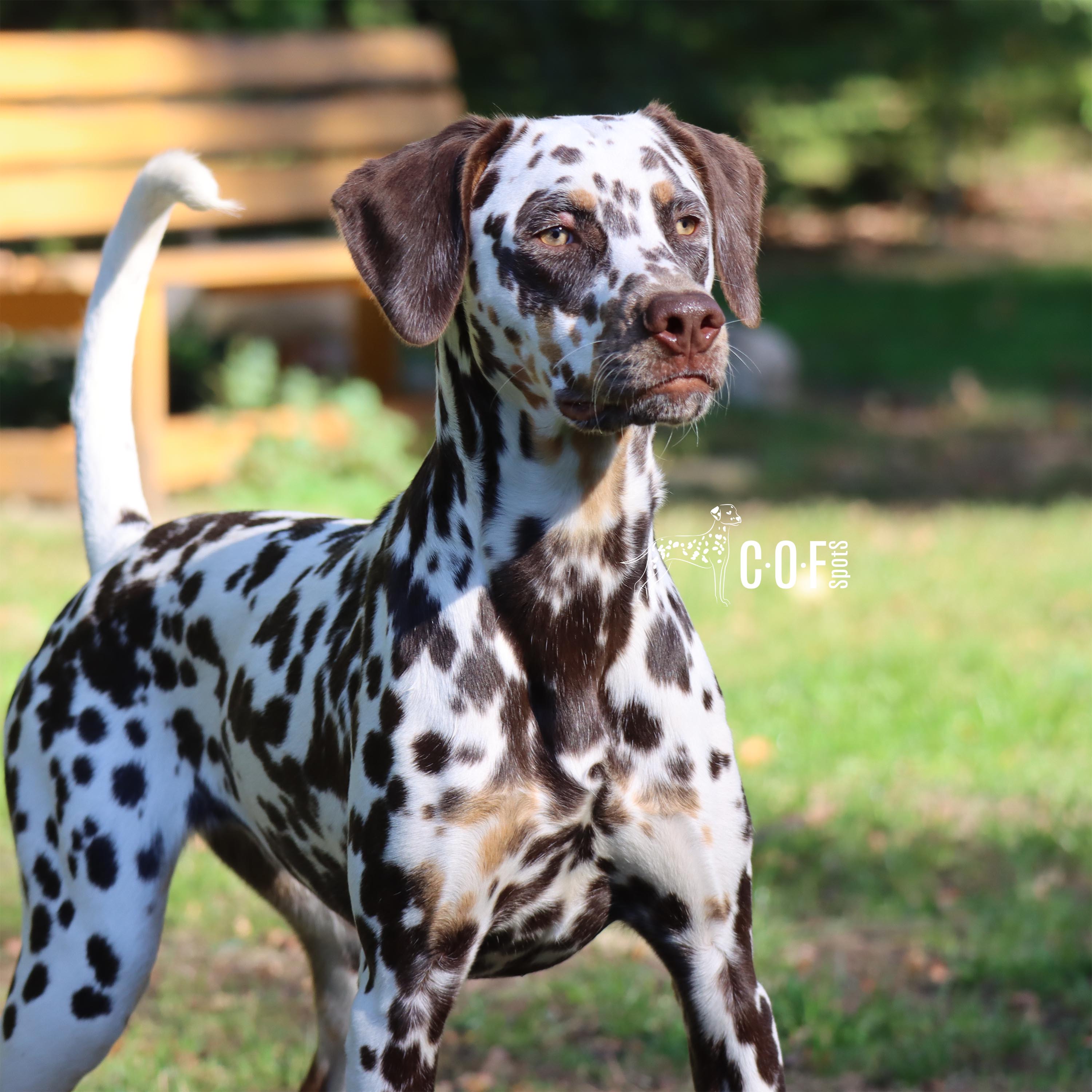 Bella - eine TriColor Schönheit von COF Spots Dalmatiner