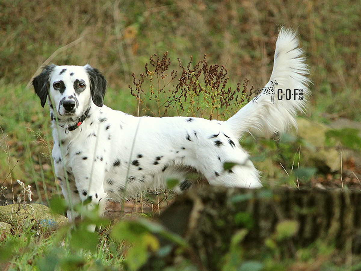 Lennox, geprüfter Zuchtrüde bei COF Spots Dalmatiner - gesundheitlich getestet, genetisch wertvoll.