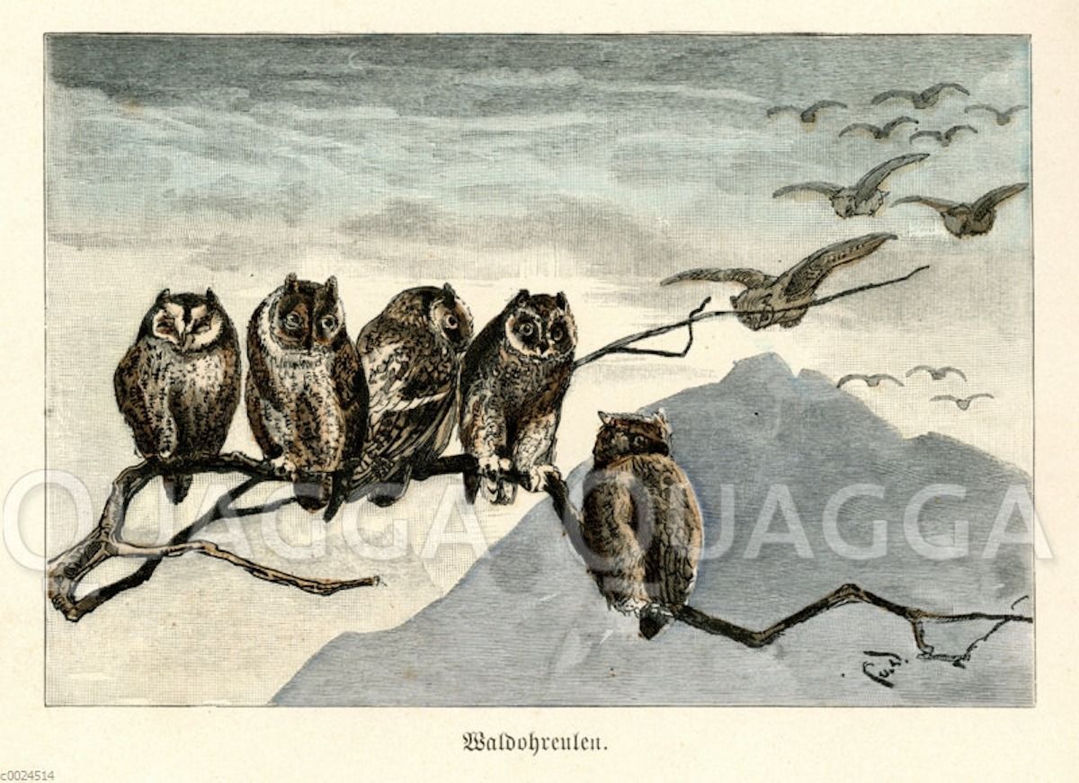 Historische Illustrationen: Waldohreulen.  (© Quagga Illustrations)