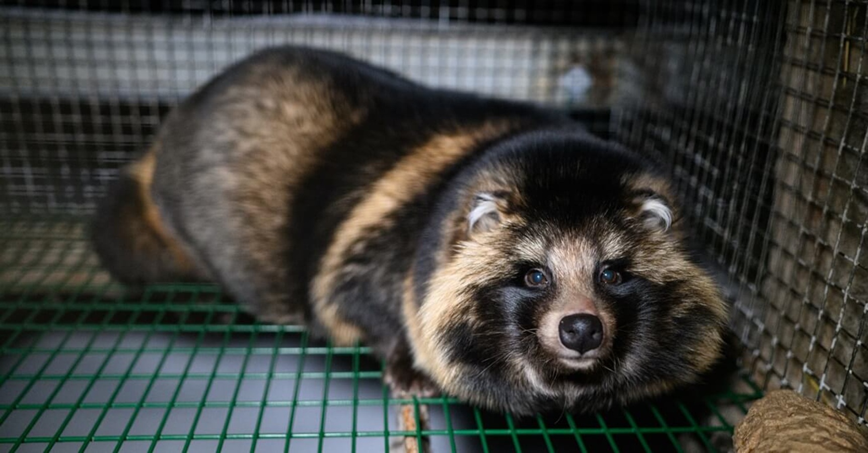 Pelzverbot in greifbarer Nähe: EU-Behörde bestätigt systematische Tierquälerei Pelzverbot in greifbarer Nähe: EU-Behörde bestätigt systematische Tierquälerei