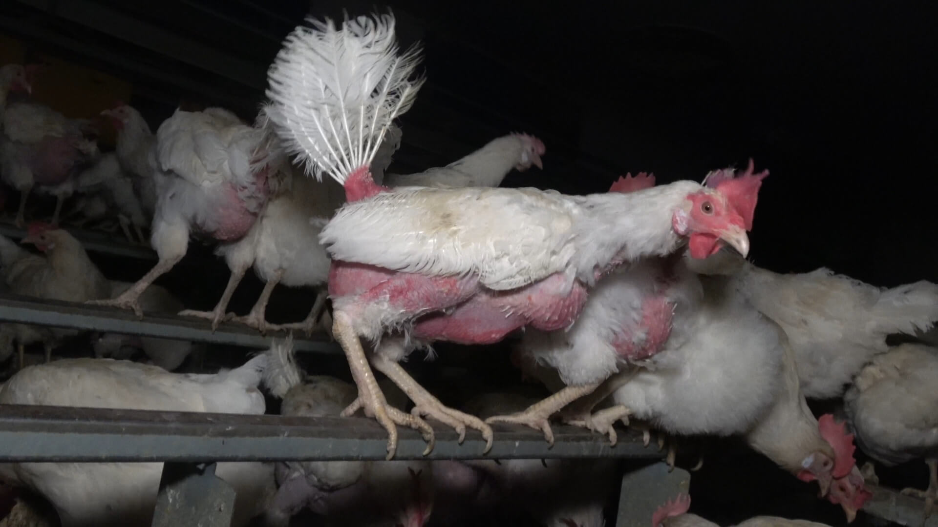 Nach Aufdeckung von Tierquälerei: Staatsanwaltschaft Tübingen ermittelt gegen Hühnerbetrieb Nach Aufdeckung von Tierquälerei: Staatsanwaltschaft Tübingen ermittelt gegen Hühnerbetrieb
