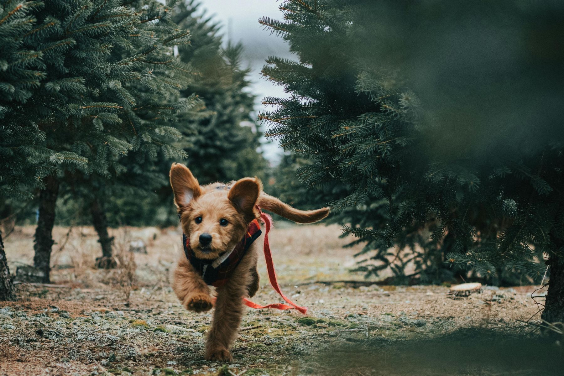 Problemhundetraining
