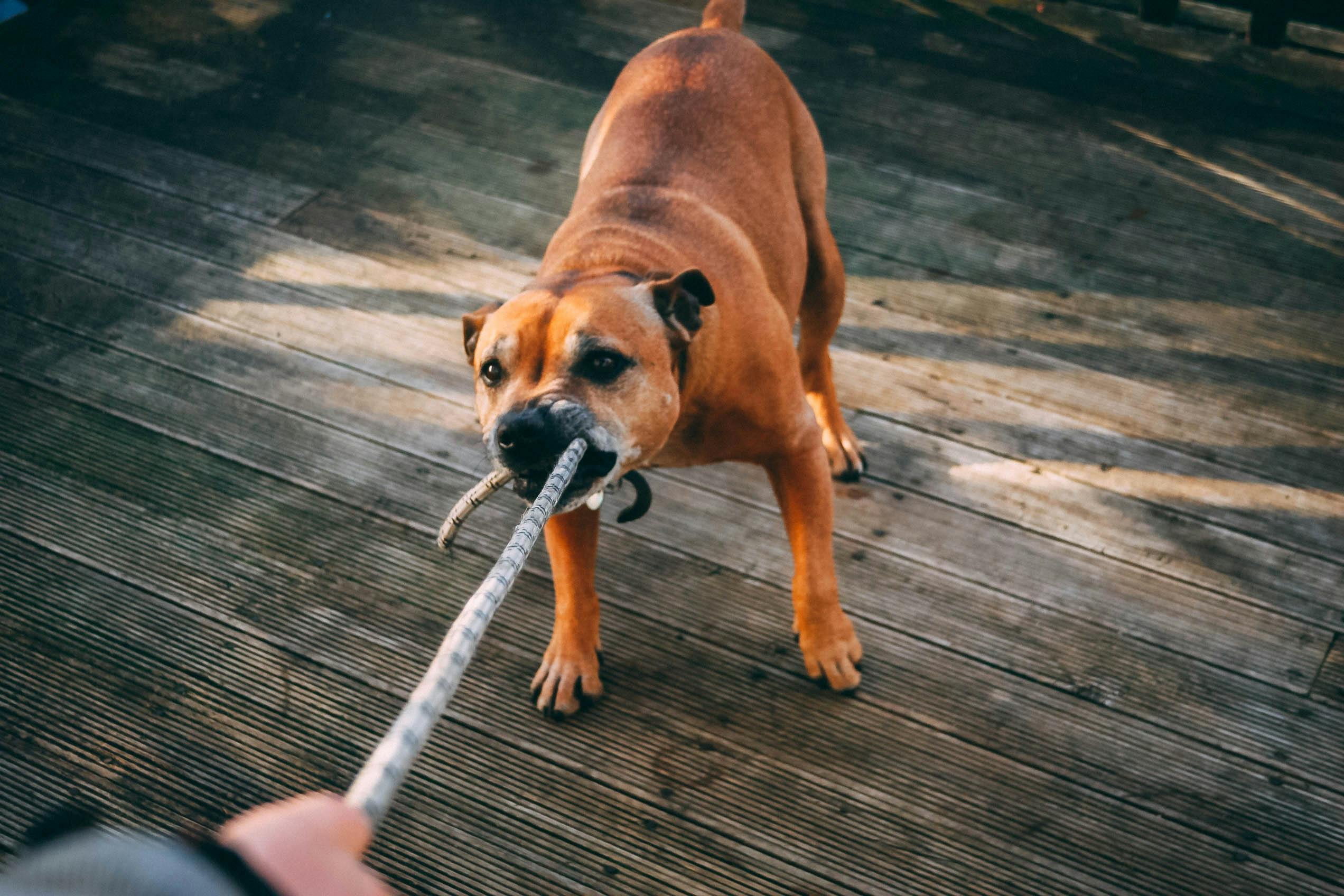 Problemhundetraining (Die Bildrechte liegen bei dem Verfasser der Mitteilung.) Problemhundetraining (Die Bildrechte liegen bei dem Verfasser der Mitteilung.)