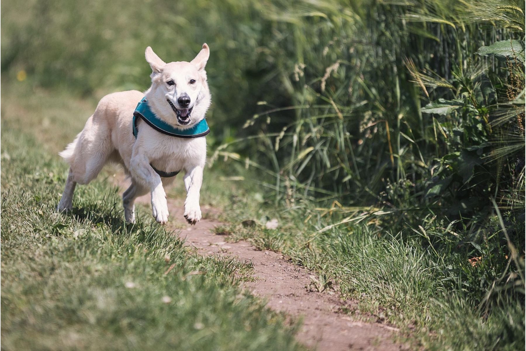 Reizüberflutung Hund