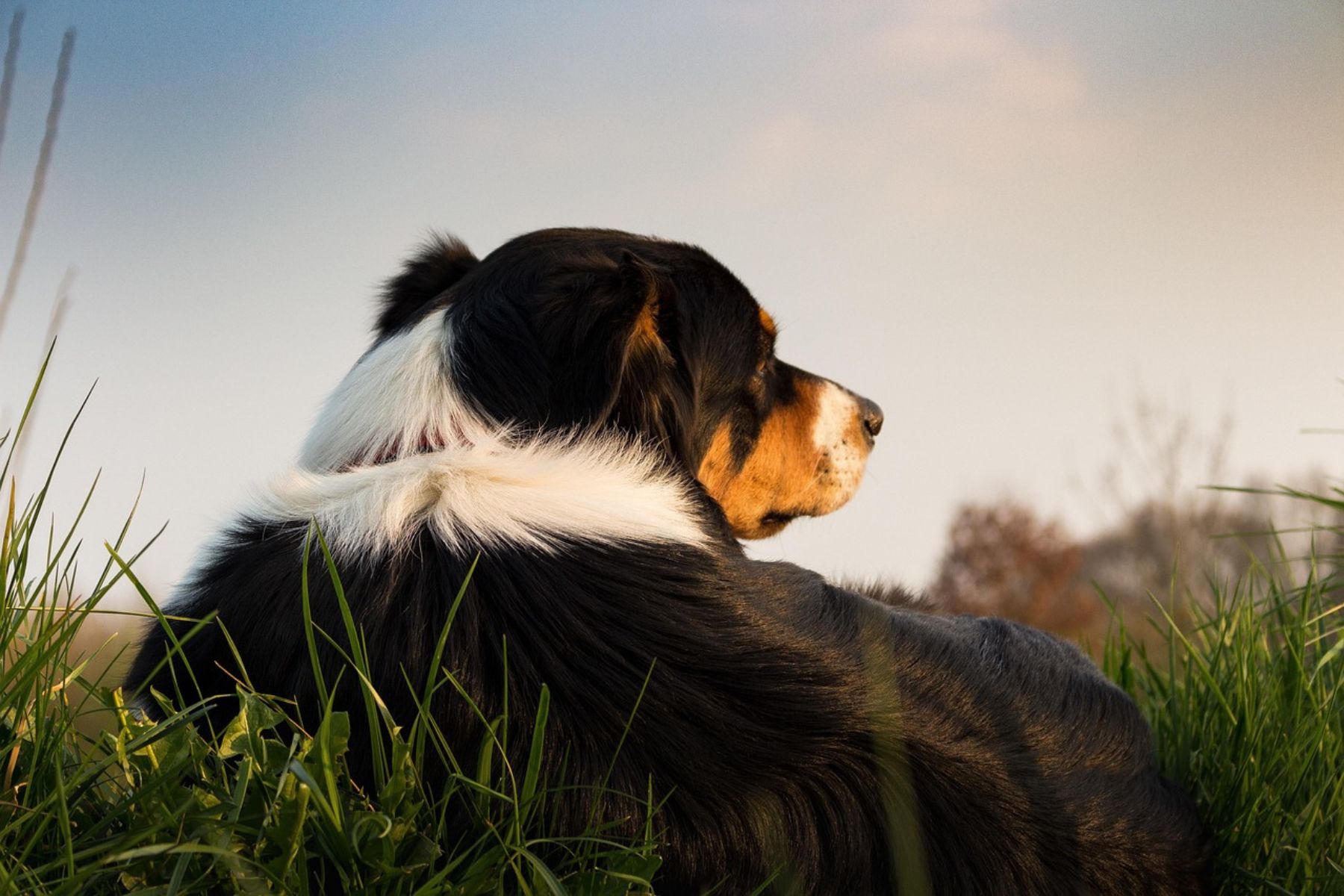 Emotionen im Hundetraining