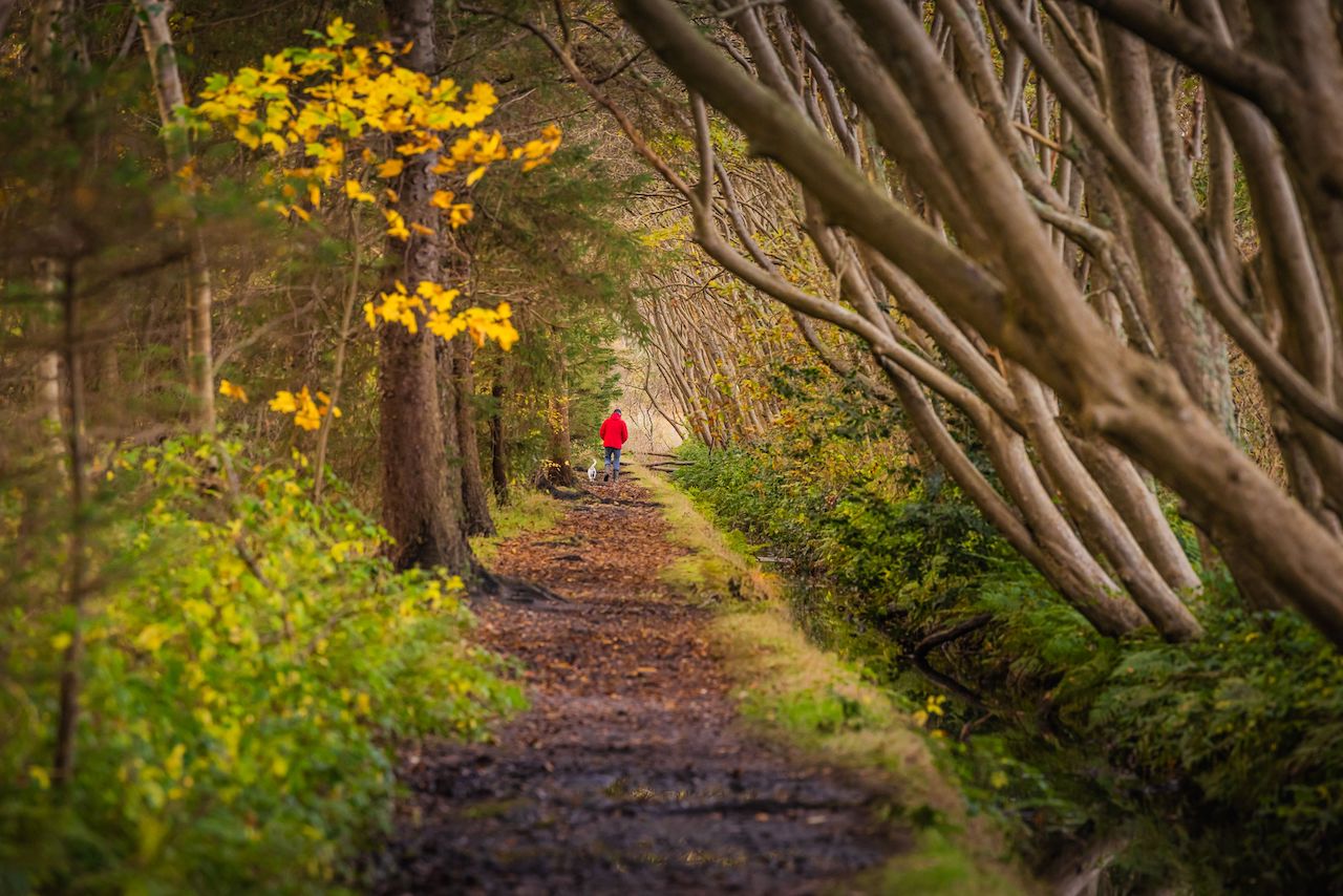 Wandern im bunten Herbstlaub im Wald De Dennen (Bildquelle: VVV Texel)