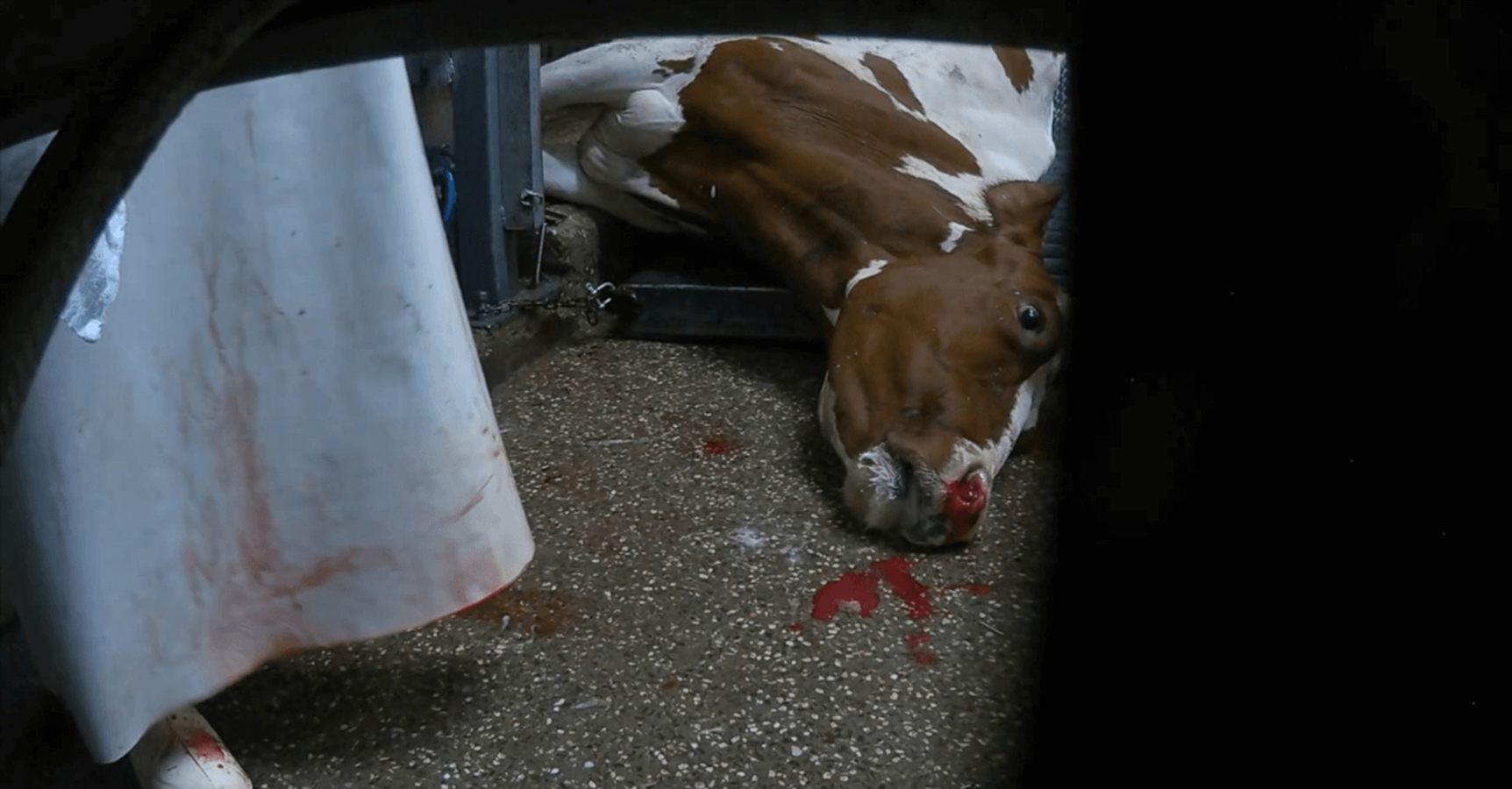 Tierquälerei im Schlachthof Elsfleth: Ermittlungen laufen - Gerüchte um mögliche Wiedereröffnung