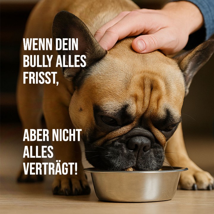 Futtermittelunverträglichkeit bei Frenchi - keine Seltenheit bei dieser Rasse - Trockenbarf hilft (Die Bildrechte liegen bei dem Verfasser der Mitteilung.) Futtermittelunverträglichkeit bei Frenchi - keine Seltenheit bei dieser Rasse - Trockenbarf hilft (Die Bildrechte liegen bei dem Verfasser der Mitteilung.)