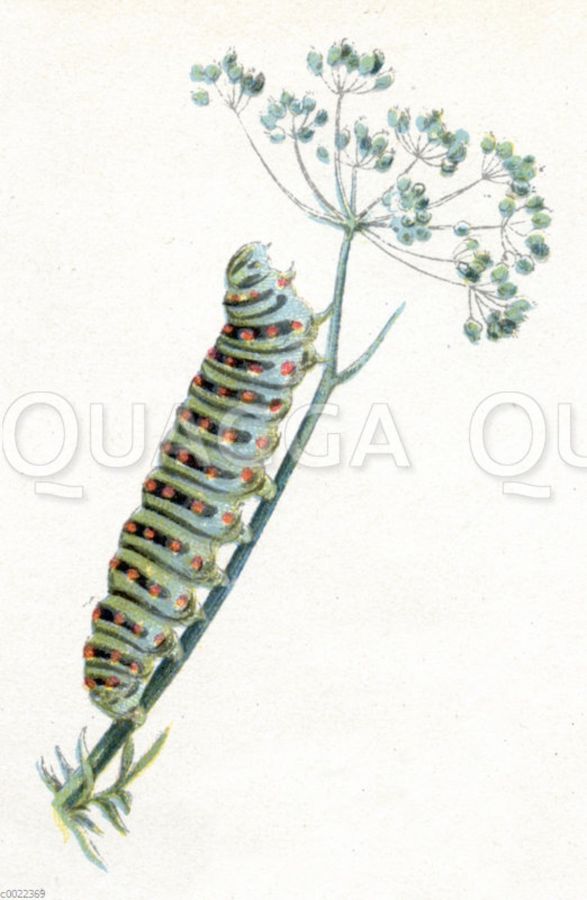 Schwalbenschwanz-Raupe (© Quagga Illustrations)