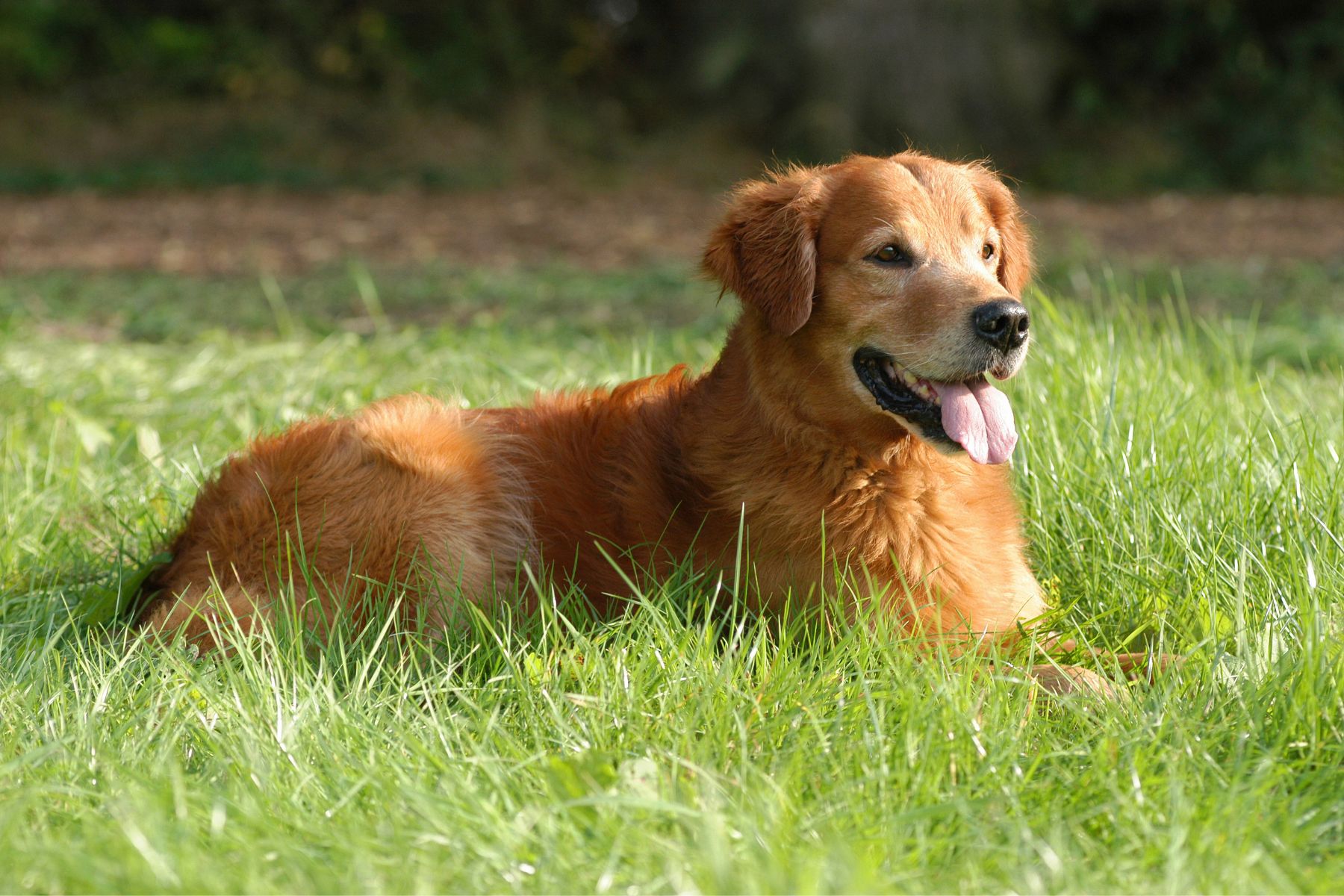Problemhundetraining
