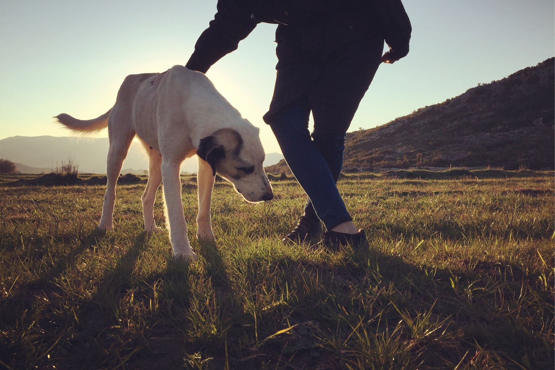 Hundetraining mit Mindset Hundetraining mit Mindset