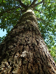 Neues EU-Holzhandelsgesetz: ForestFinance begrüßt Gesetz gegen illegale Holzprodukte Neues EU-Holzhandelsgesetz: ForestFinance begrüßt Gesetz gegen illegale Holzprodukte