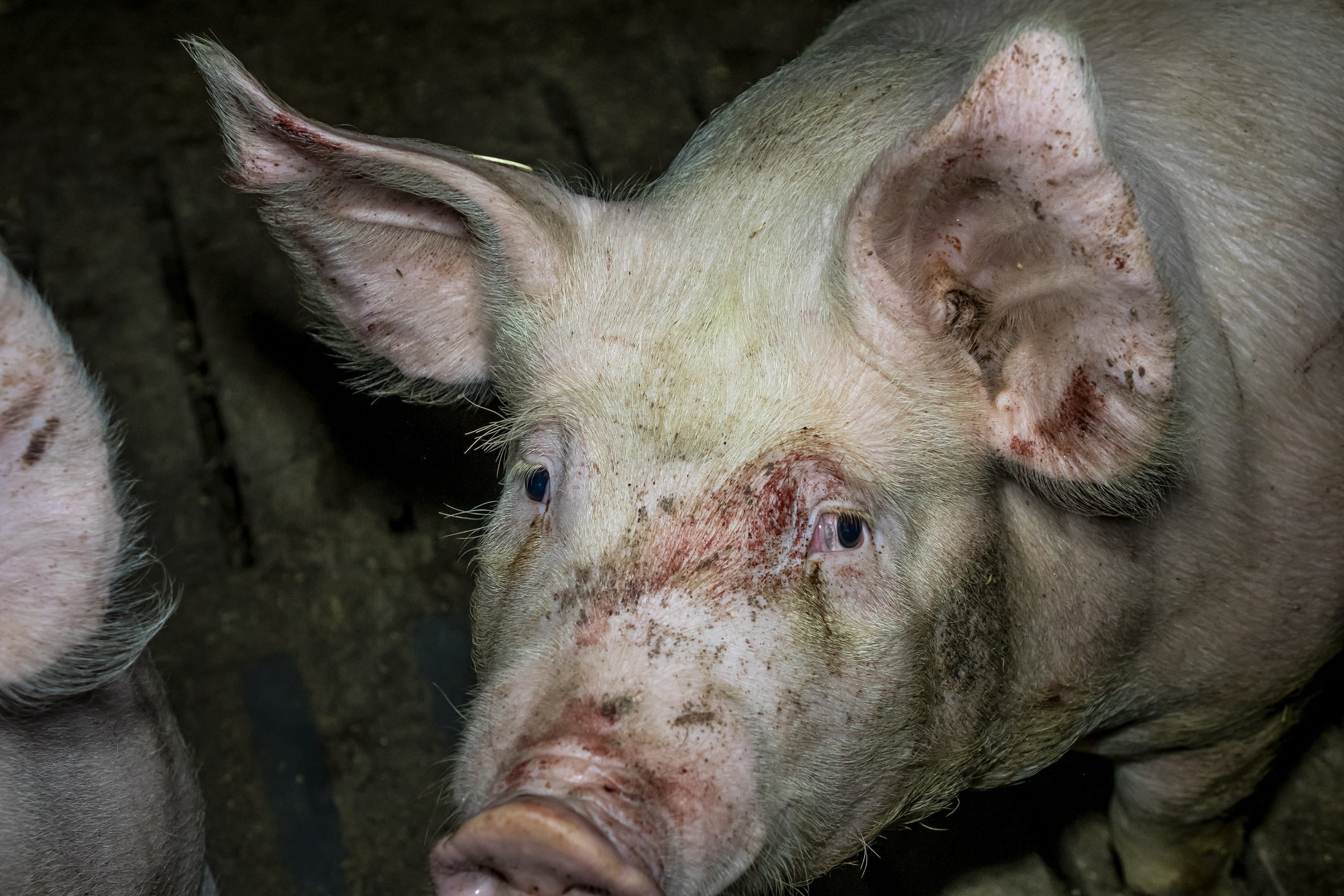 Verletztes Schwein in Mastanlage im Kreis Steinfurt: Behörden stellten bei fast jeder zweiten Kontrolle Missstände fest.