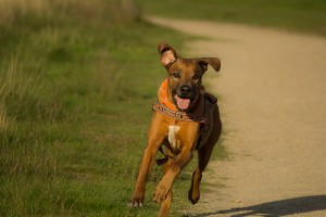 Bund Deutscher Tierfreunde gibt Tipps zum Joggen mit Hund (Die Bildrechte liegen bei dem Verfasser der Mitteilung.)