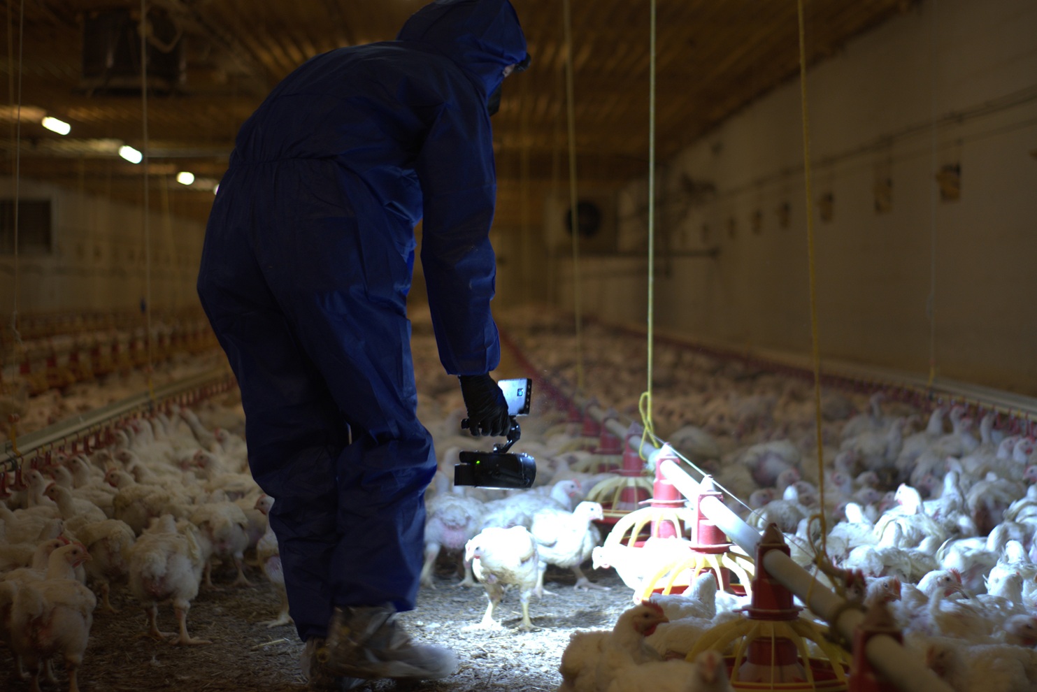 ANINOVA enthüllt: Millionen Hühner leiden für KFC in Brandenburg - aktuelle Bilder belegen Tierquälerei