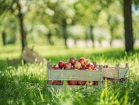 Herbstzeit ist Apfelzeit; Rechte: beckers bester