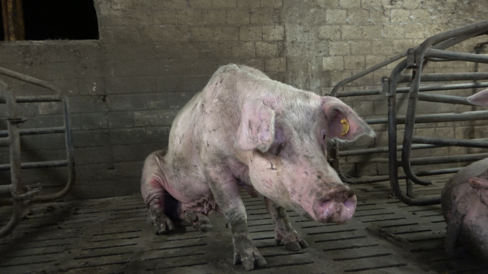 Verwahrloste Schweinezucht in Halver: Verletzte Schweine, enge Kastenstände und katastrophale Zustände im Stall. Verwahrloste Schweinezucht in Halver: Verletzte Schweine, enge Kastenstände und katastrophale Zustände im Stall.