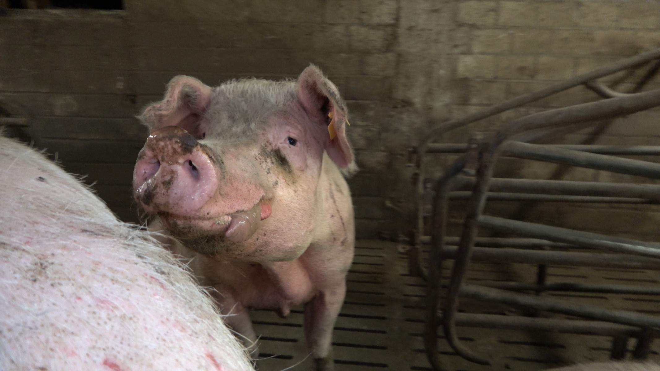 Funktionär eines Bauernverbands aus Rheinland-Pfalz wegen katastrophaler Zustände in Schweinezucht in Kritik Funktionär eines Bauernverbands aus Rheinland-Pfalz wegen katastrophaler Zustände in Schweinezucht in Kritik