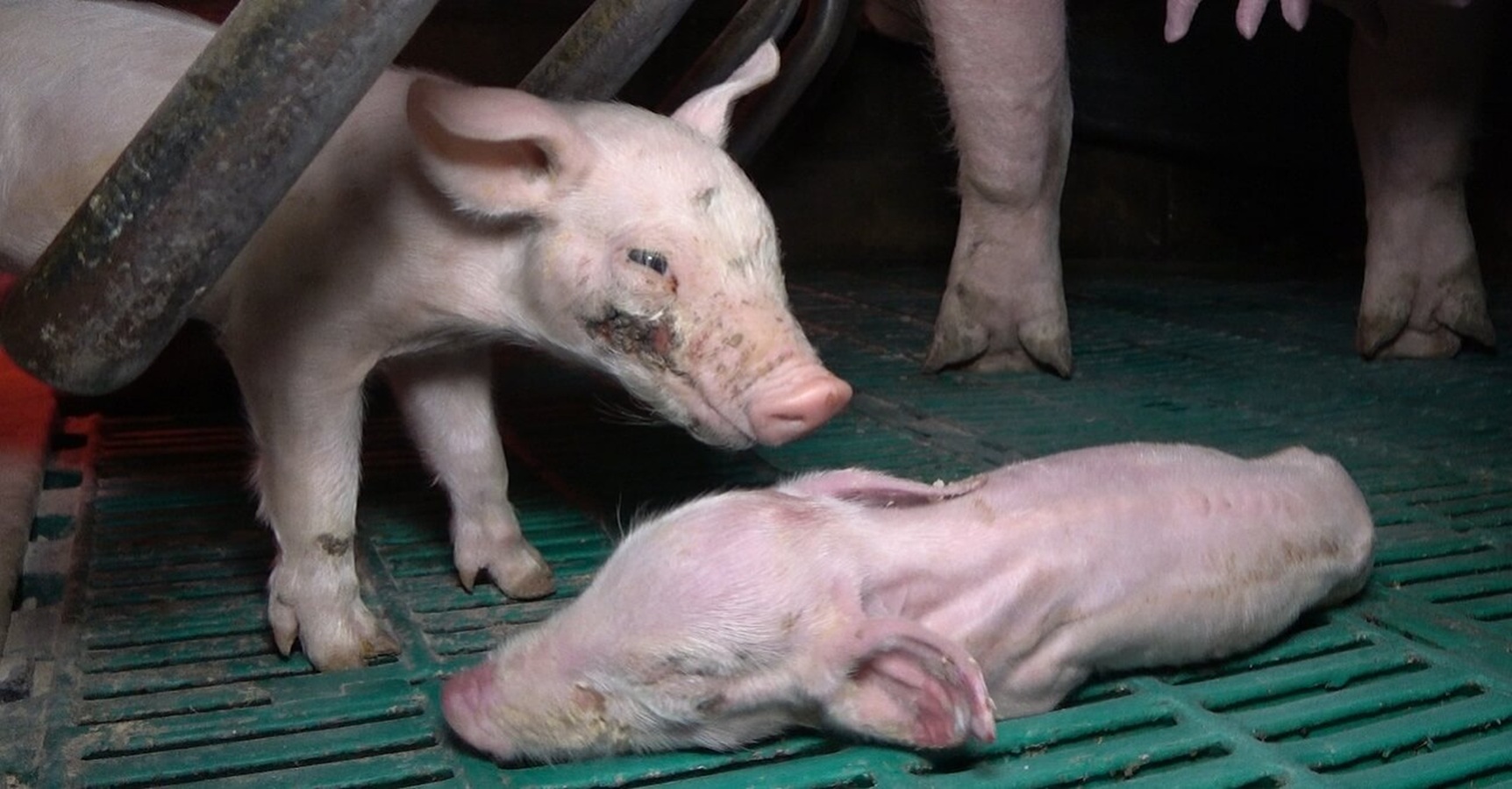Verletztes Ferkel in der Schweinezucht Halver - Foto dokumentiert massive Verstöße gegen das Tierschutzgesetz in dem Betrieb. Verletztes Ferkel in der Schweinezucht Halver - Foto dokumentiert massive Verstöße gegen das Tierschutzgesetz in dem Betrieb.