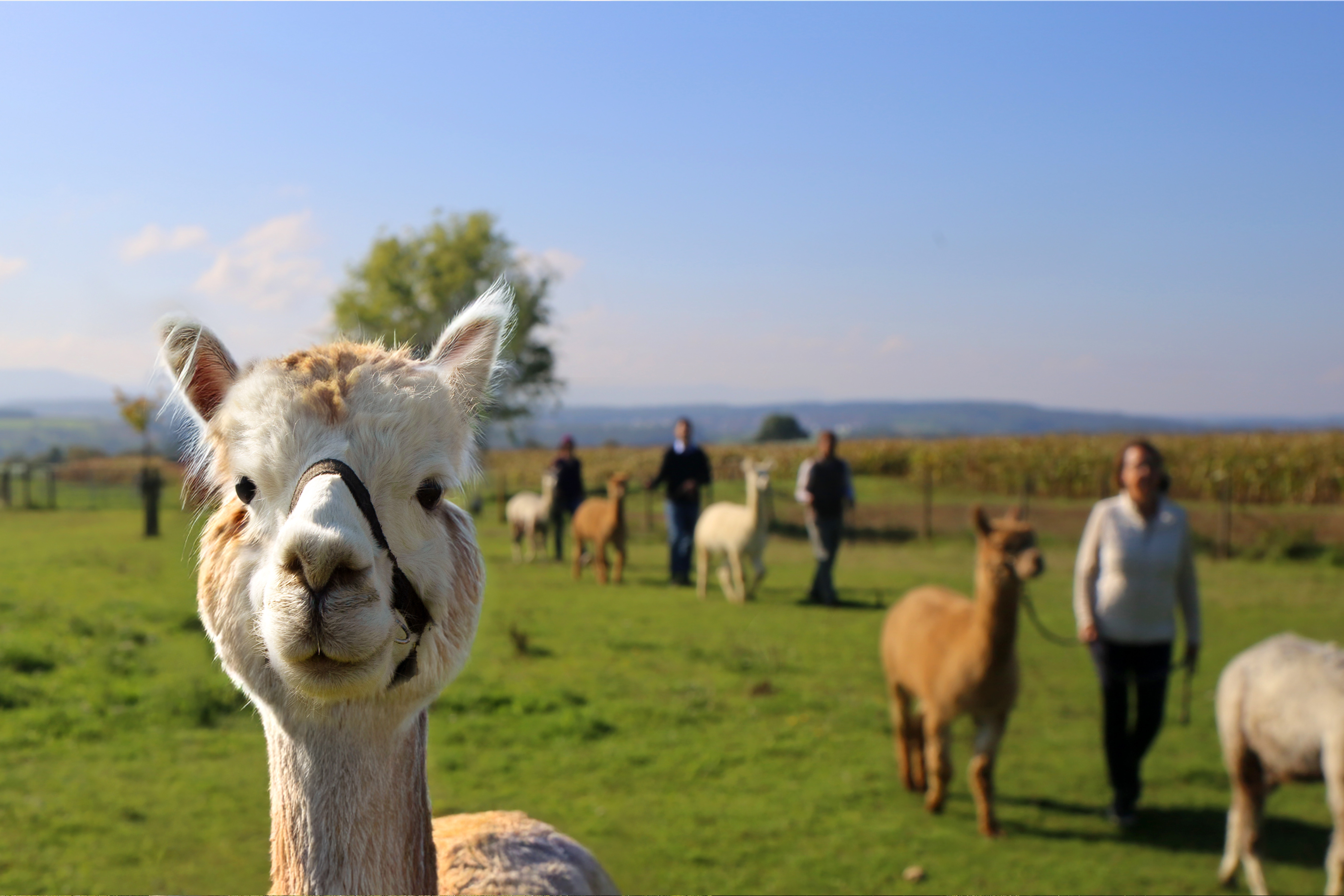 Eine Alpakawanderung ist fester Bestandteil des Workshoptages