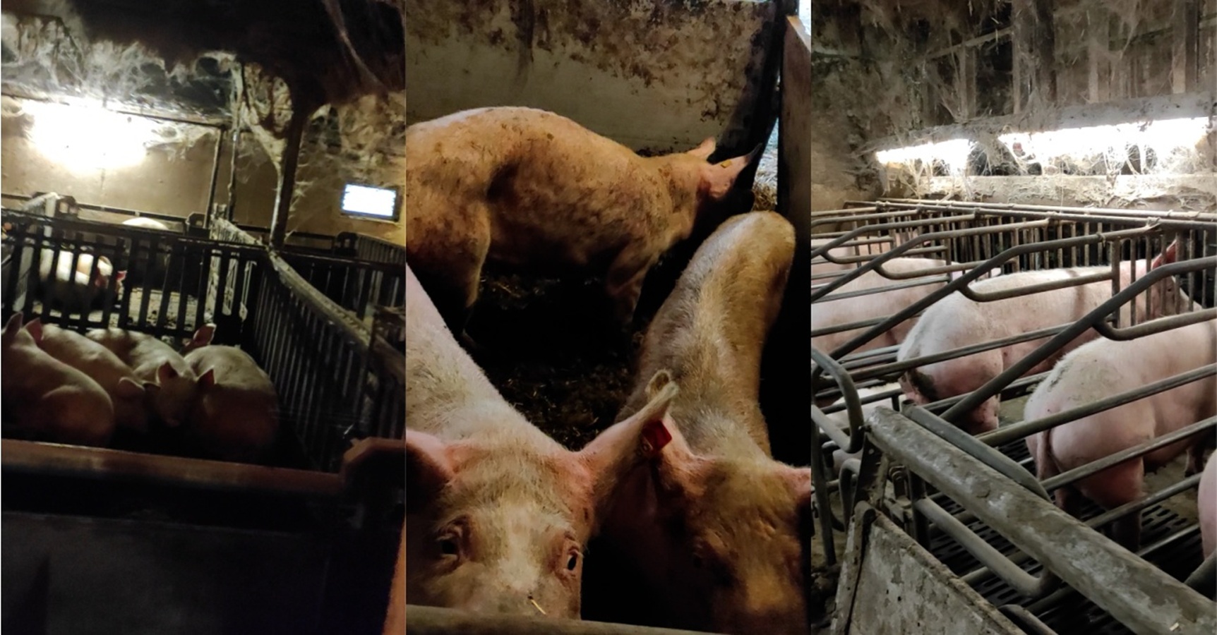 Schwer verletzte und abgemagerte Schweine in der Schweinezucht Halver - aufgenommen im Jahr 2024.