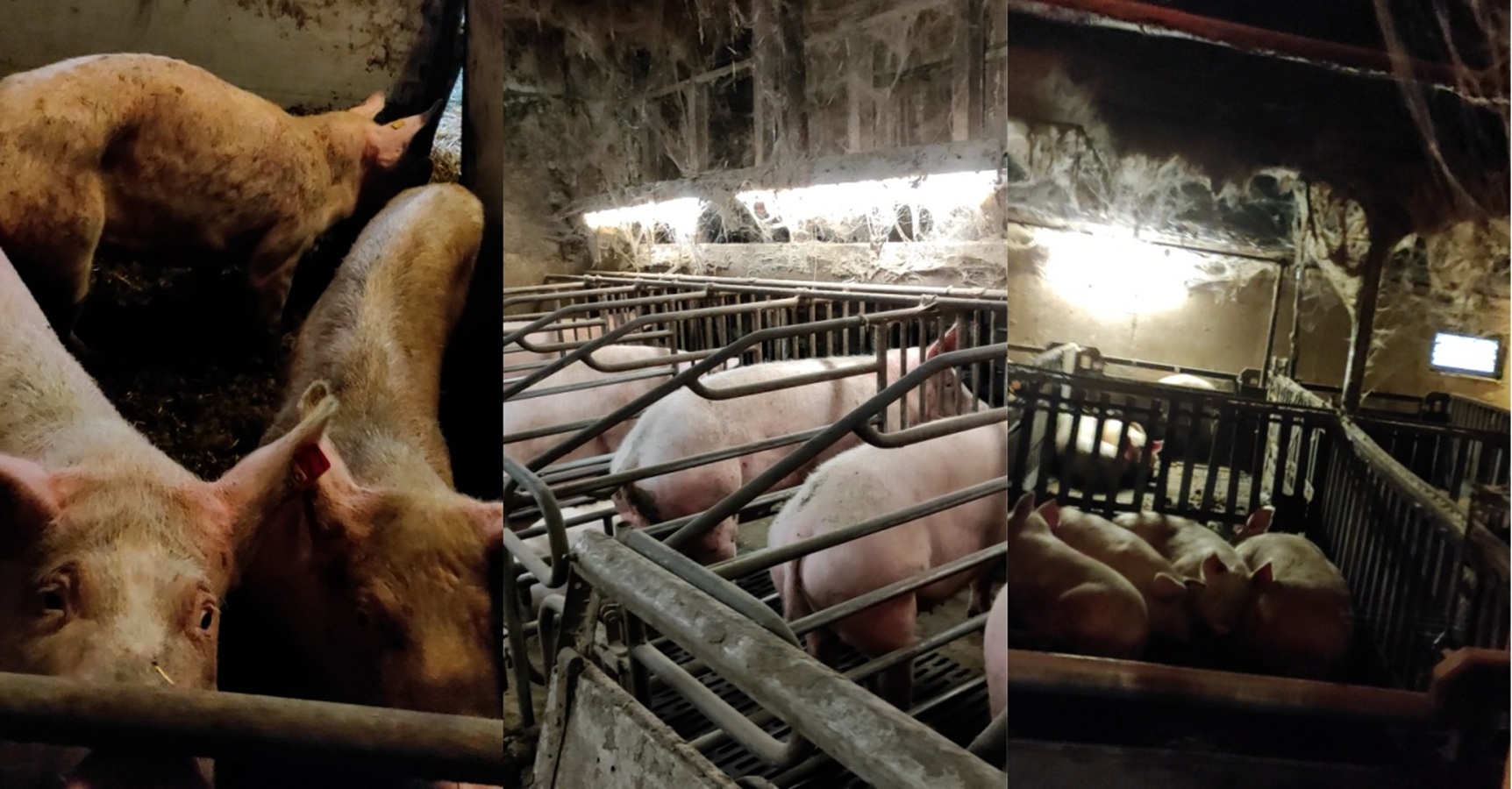 Kranke, verletzte und abgemagerte Schweine in dunklen, verdreckten Stallungen der Schweinezucht Halver, aufgenommen 2024.