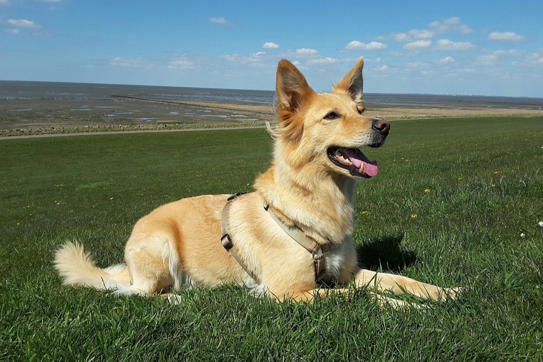 Hund ohne Leine führen (Die Bildrechte liegen bei dem Verfasser der Mitteilung.)