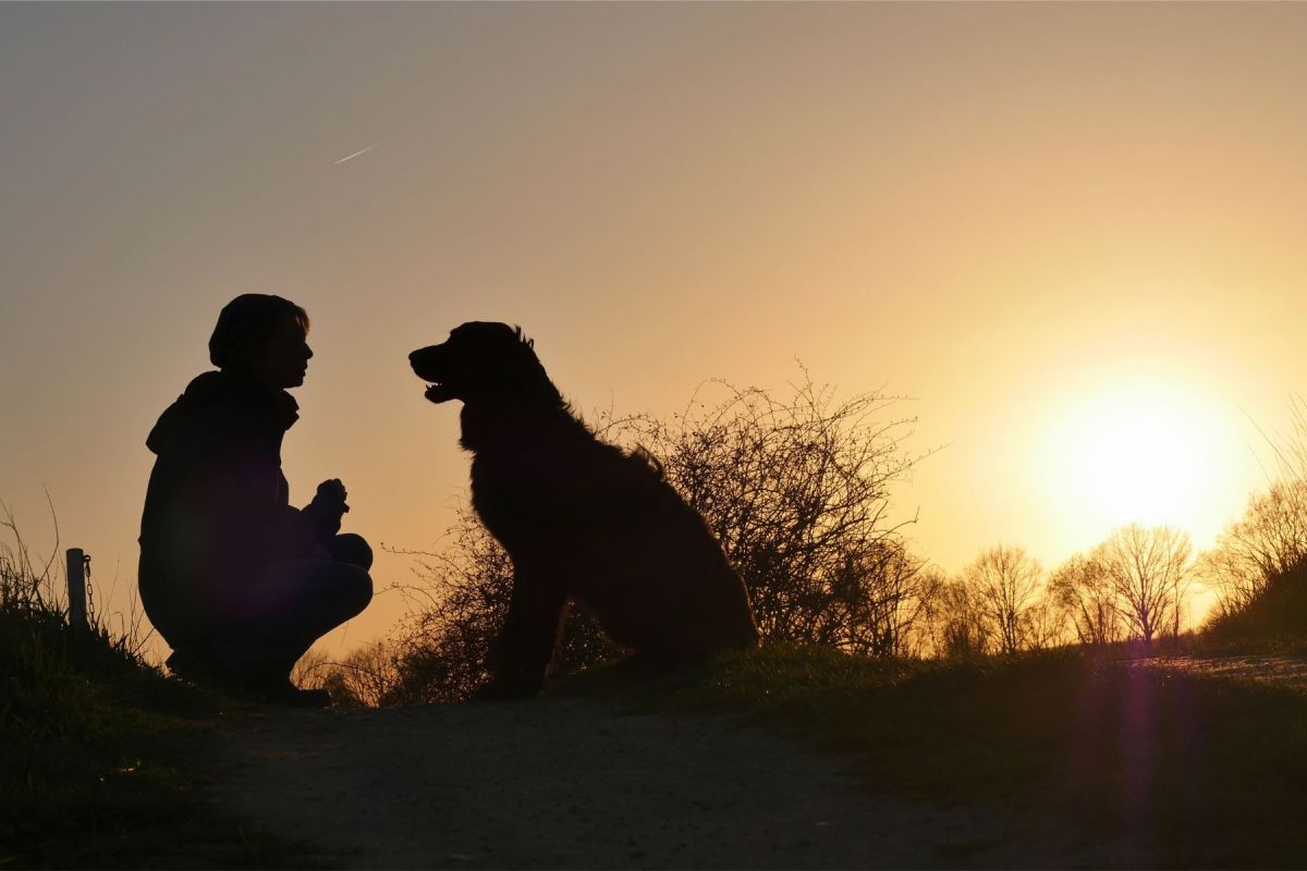 FFTIN Tierheimsponsoring