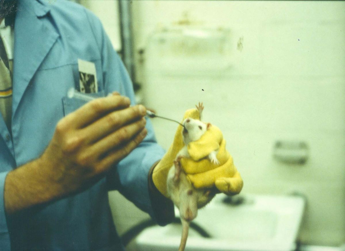 Ratte mit Schlundsonde (© Urheber unbekannt)