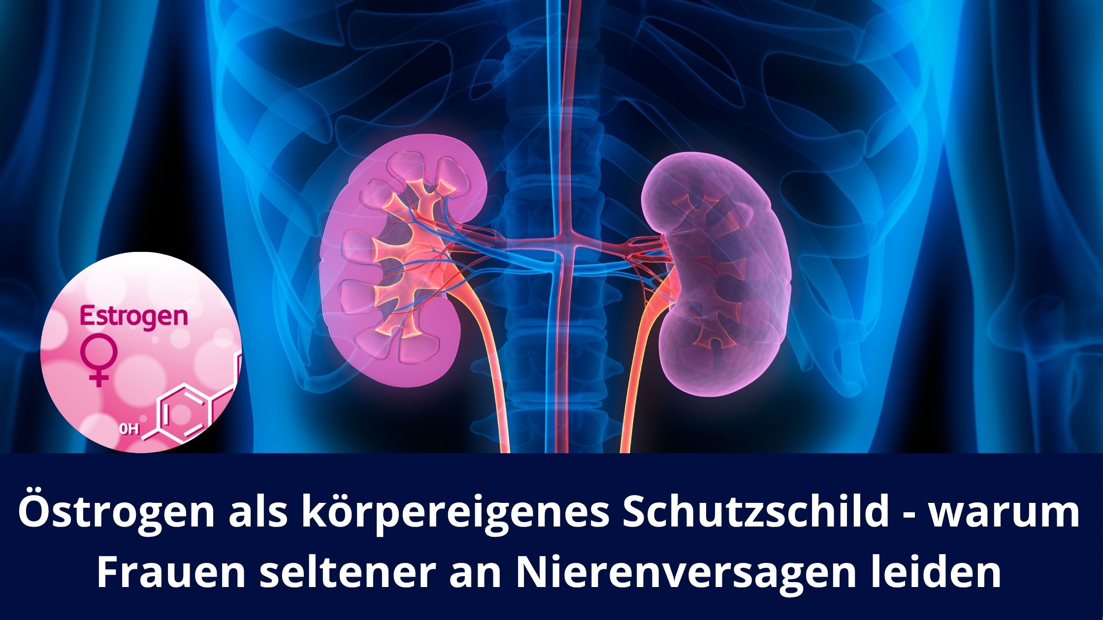 Östrogen als körpereigenes Schutzschild - warum Frauen seltener an Nierenversagen leiden (Die Bildrechte liegen bei dem Verfasser der Mitteilung.)