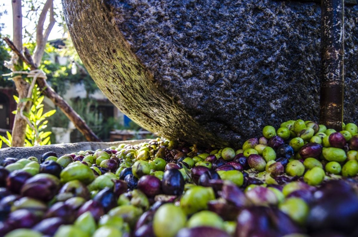 Zeytinya?? Süreci (© GoTürkiye)