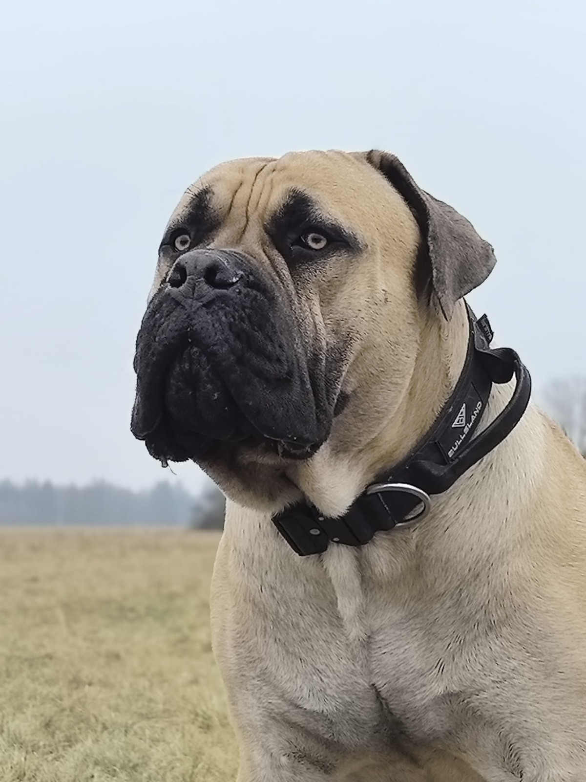 Wie ein Fels in der Brandung, auch in schwierigen Zeiten. Der Boerboel. Bildquelle: Boerboelz.com