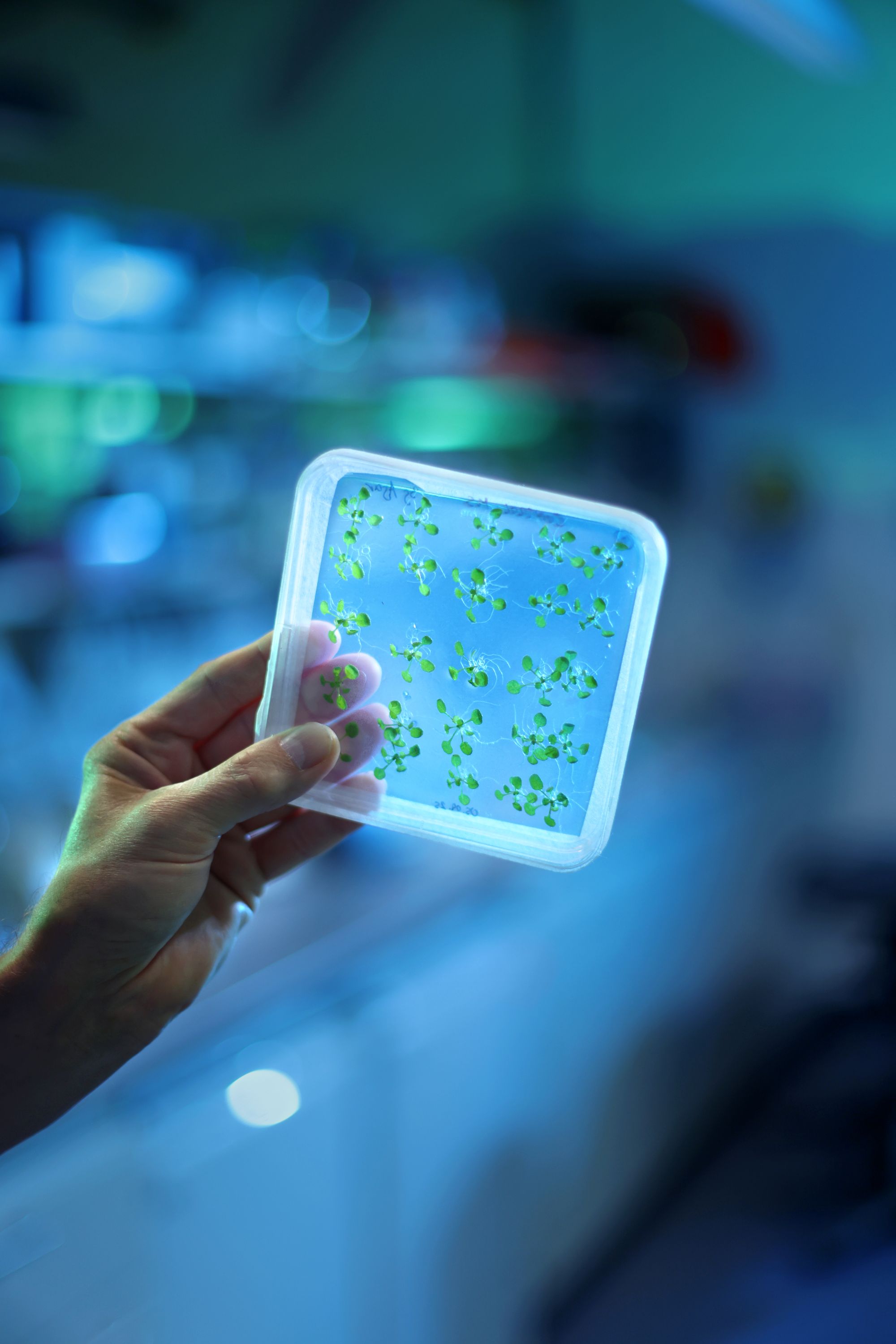 Für die Forschung der Pflanzen der Zukunft investiert die EUrund 7,5 Millionen Euro. (Bildquelle: European Union 2025)