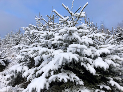 (Die Bildrechte liegen bei dem Verfasser der Mitteilung.)