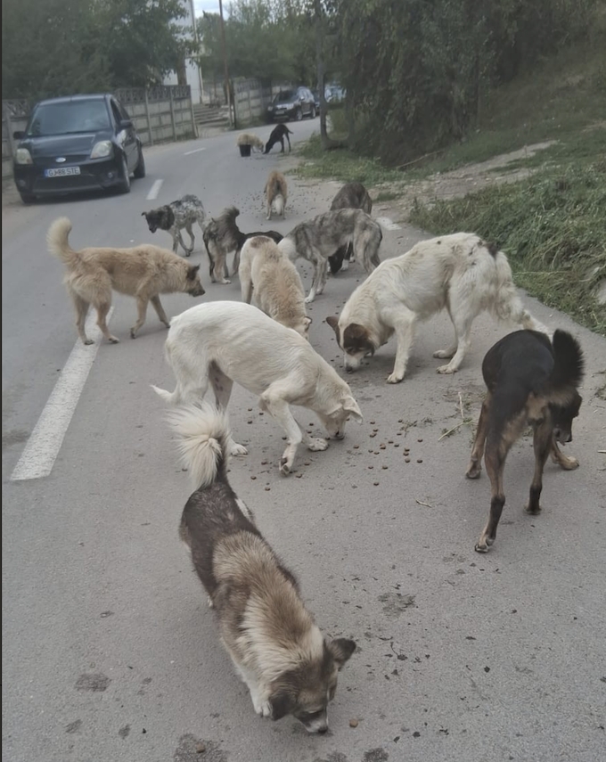 Tierheime Tierfutter beliefert Stassenhunde mit hochwertigem Futter (Die Bildrechte liegen bei dem Verfasser der Mitteilung.)