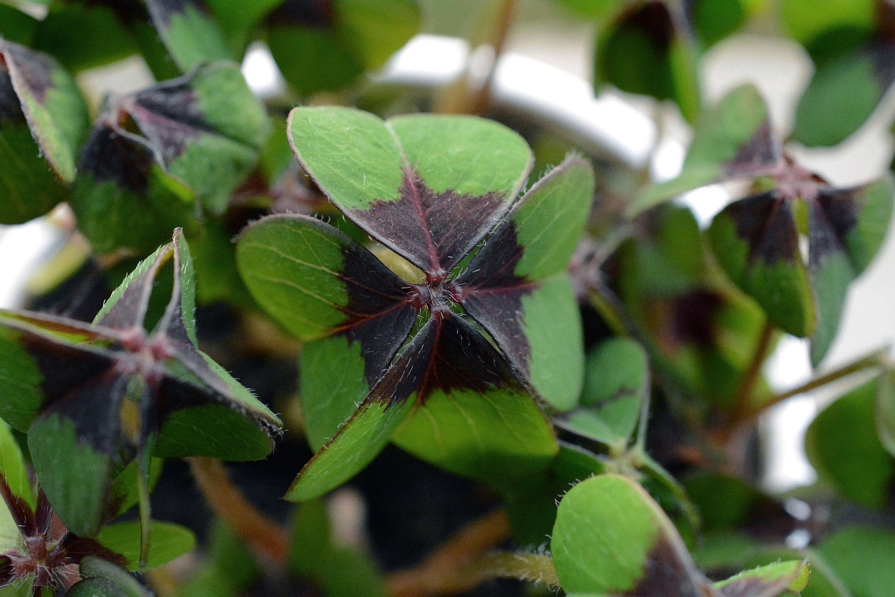 Silvester, Glück, Ayurveda (Die Bildrechte liegen bei dem Verfasser der Mitteilung.)